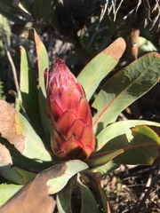 Protea × hybrida