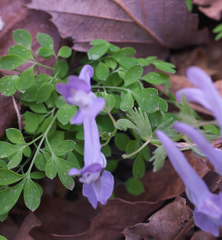 Corydalis lineariloba