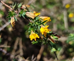 Genista berberidea