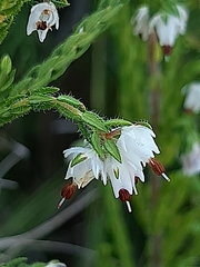 Erica lehmannii