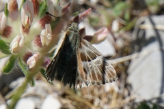 Muschampia