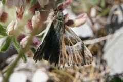 Muschampia