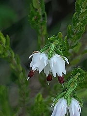 Erica lehmannii