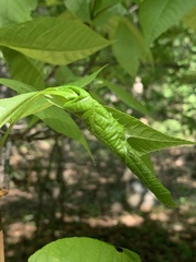 Argyrotaenia juglandana