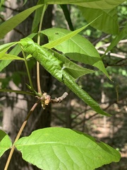 Argyrotaenia juglandana