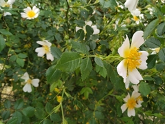 Rosa pouzinii