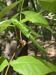 Argyrotaenia juglandana