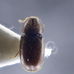 Ennearthron cornutum