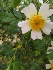 Rosa pouzinii
