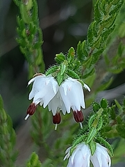 Erica lehmannii