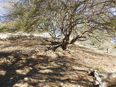 Libidibia paraguariensis