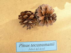 Pinus tecunumanii
