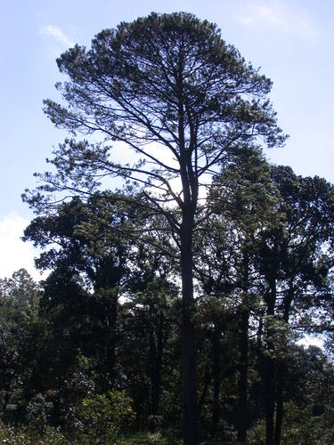 Tecun Uman's pine
