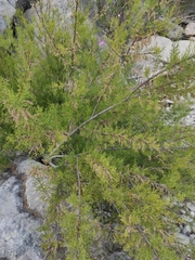 Tamarix boveana