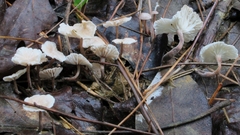 Marasmiellus praeacutus