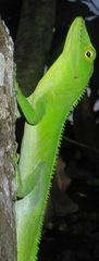 Anolis garmani