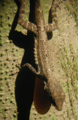 Anolis opalinus