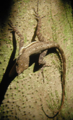 Anolis opalinus
