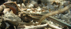 Pholidoscelis dorsalis