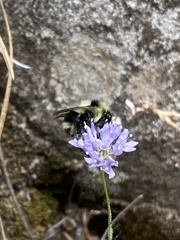 Bombus melanopygus