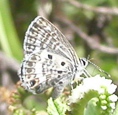 Cyclargus thomasi