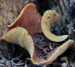 Tricholomopsis rutilans image