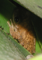 Osteopilus ocellatus