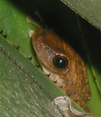 Osteopilus ocellatus