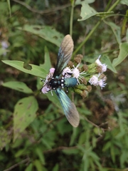 Macrocneme leucostigma