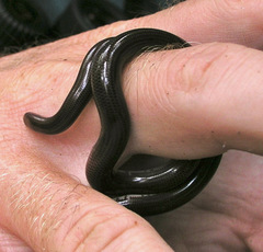 Typhlops jamaicensis