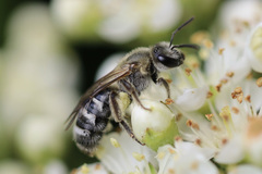 Lasioglossum sisymbrii