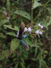 Macrocneme leucostigma