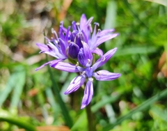 Scilla verna