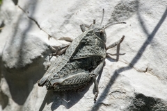 Prionotropis hystrix