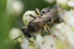 Lasioglossum sisymbrii