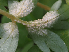 Puccinia albescens
