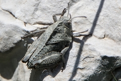 Prionotropis hystrix