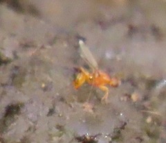 Sciomyzoidea
