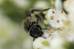 Lasioglossum sisymbrii
