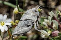 Prionotropis hystrix