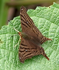 Hypanartia dione