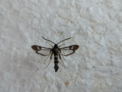 Synanthedon flaviventris