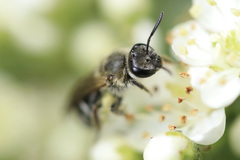 Lasioglossum sisymbrii