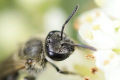 Lasioglossum sisymbrii