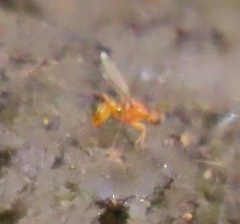 Sciomyzoidea