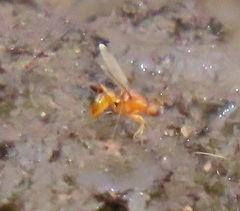 Sciomyzoidea