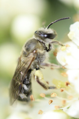 Lasioglossum sisymbrii