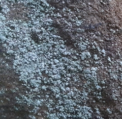 Lecanora polytropa