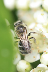 Lasioglossum sisymbrii