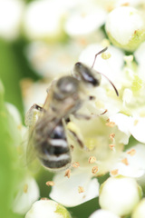 Lasioglossum sisymbrii